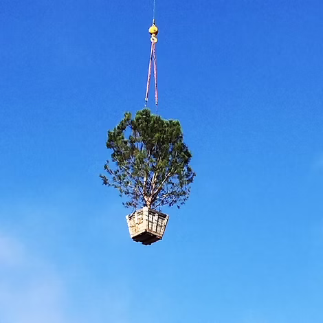 tree-care-inner-image